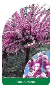 Prunus triloba