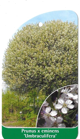 Prunus x eminens 'Umbraculifera' (1)