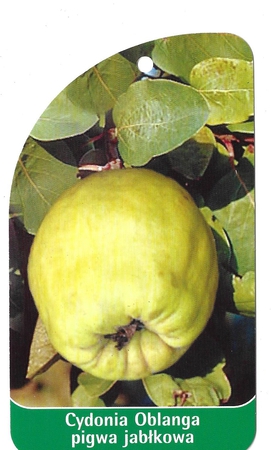 Cydonia Oblanga pigwa jabłkowa (1)