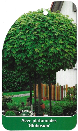 Acer platanoides 'Globosum' (1)