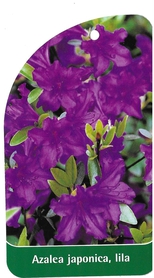 Azalea japonica, lila
