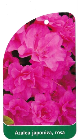 Azalea japonica, rosa (1)