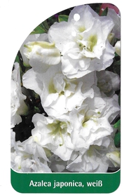 Azalea japonica, weiß