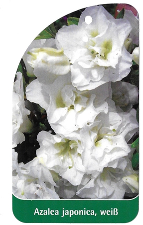 Azalea japonica, weiß (1)
