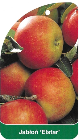 Jabłoń 'Elstar' (1)