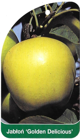 Jabłoń 'Golden Delicious' (1)