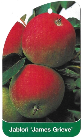 Jabłoń 'James Grieve' (1)