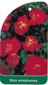 Róża miniaturowa 3