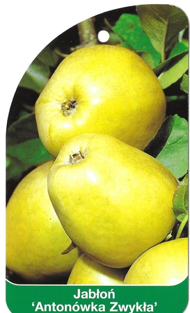 Jabłoń 'Antonówka Zwykła' (1)