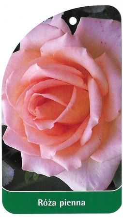 Róża pienna 19 (1)