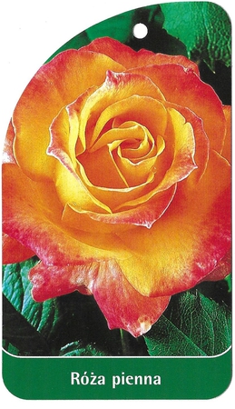 Róża pienna 48 (1)