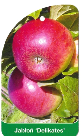 Jabłoń 'Delikates' (1)