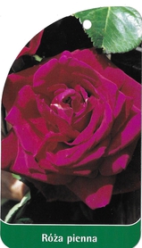 Róża pienna 8