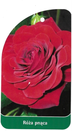 Róża pnąca 7 (1)
