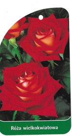 Róża wielkokwiatowa 11