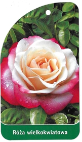 Róża wielkokwiatowa 16