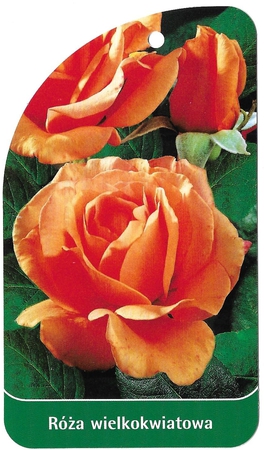 Róża wielkokwiatowa 17 (1)