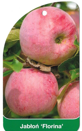 Jabłoń 'Florina' (1)