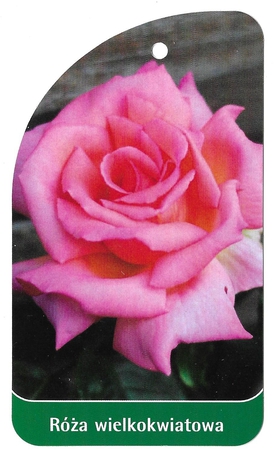 Róża wielkokwiatowa 20 (1)