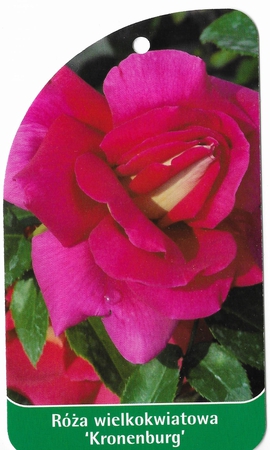 Róża wielkokwiatowa 'Kronenburg' (1)