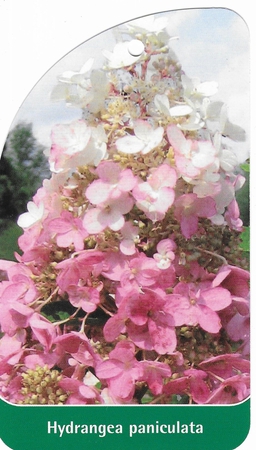 Hydrangea paniculata  (1)
