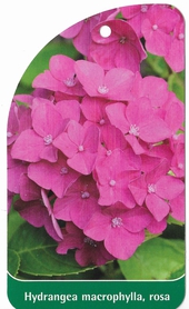 Hydrangea macrophylla,rosa