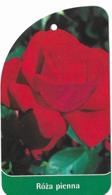 Róża pienna 14