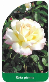 Róża pienna 17 biała