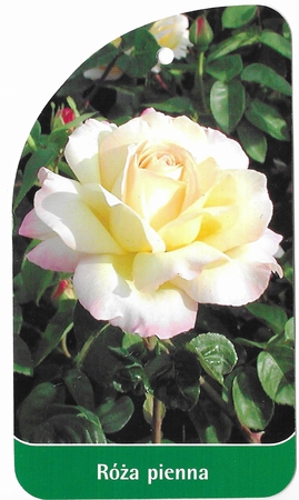 Róża pienna 17 biała (1)