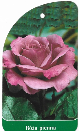 Róża pienna 15 (1)