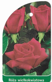 Róża wielkokwiatowa 228 (mini)