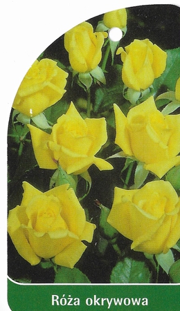 Róża okrywowa 303 (mini) (1)