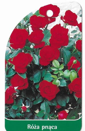 Róża pnąca 320 B (mini) (1)