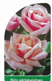 Róża wielokwiatowa 14 (mini)