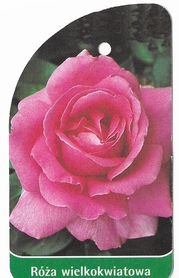 Róża wielkokwiatowa 201 (mini)