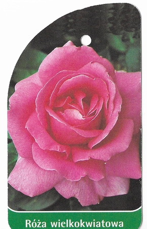 Róża wielkokwiatowa 201 (mini) (1)