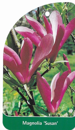 Magnolia 'Susan' (1)