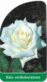 Róża wielkokwiatowa 200 (mini)