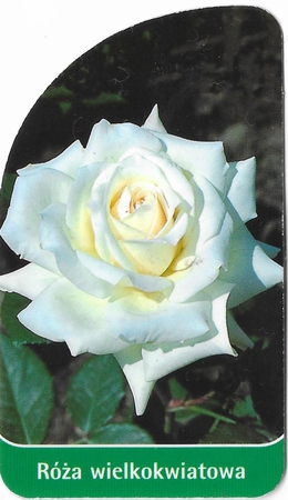 Róża wielkokwiatowa 200 (mini) (1)