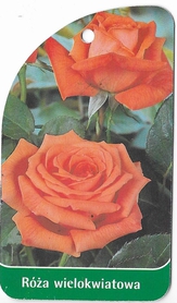 Róża wielokwiatowa 260 (mini)