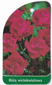 Róża wielokwiatowa 257 (mini)