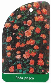 Róża pnąca 315 (mini)