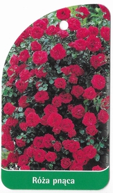 Róża pnąca 319 B (mini)