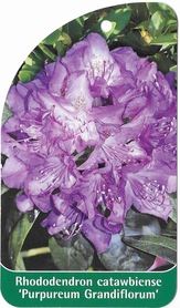 Rhododendron catawbiense 'Purpureum Grandiflorum'