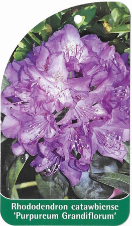 Rhododendron catawbiense 'Purpureum Grandiflorum' (1)