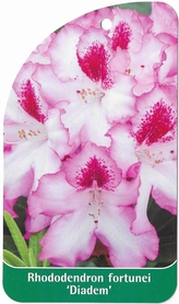 Rhododendron fortunei 'Diadem'