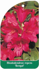 Rhododendron repens 'Bengal'