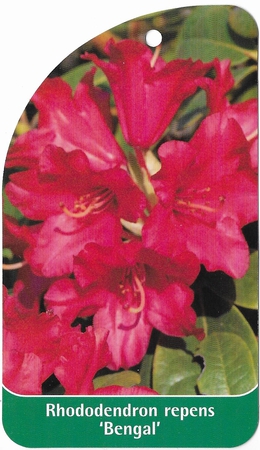 Rhododendron repens 'Bengal' (1)