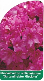 Rhododendron williamsianum 'Gartendirektor Glockner'