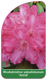 Rhododendron yakushimanum 'Astrid'